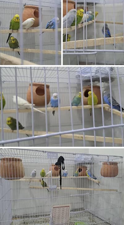 Australian Parrots 4 pairs with cage