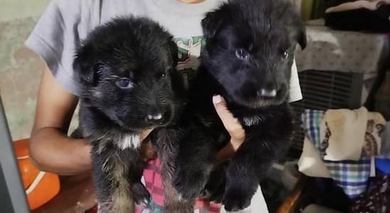 high quality gsd puppy