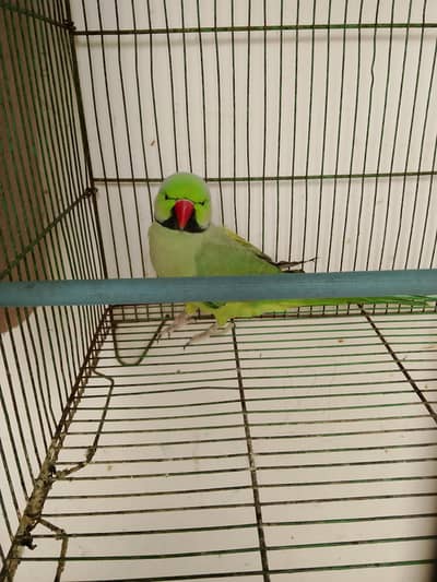green parrot