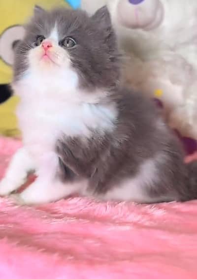 Persian Cats & Kittens for Sale may WhatsApp 03493839133