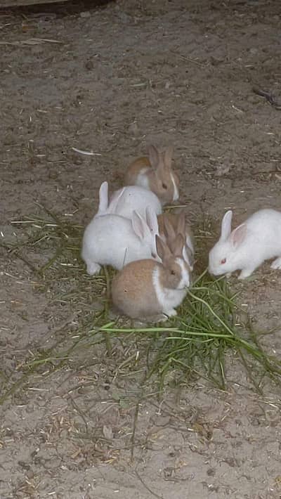 Cute Baby Rabbits for Sale! 