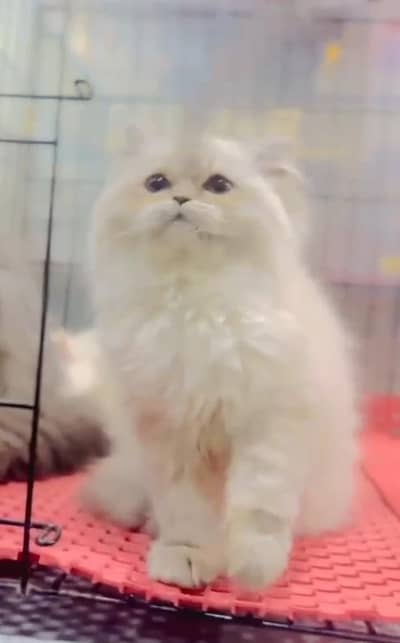 Persian Cats & Kittens for Sale may WhatsApp 03493839133