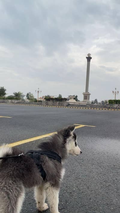 active and playfull, fully trained siberian husky for sale