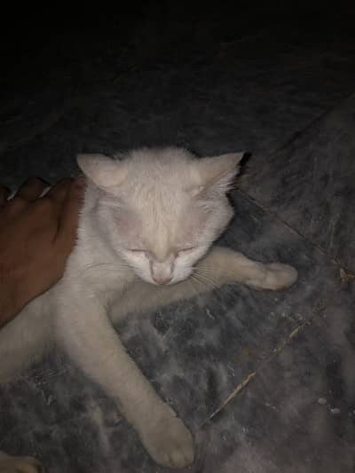 Perisan Female 2 Years old