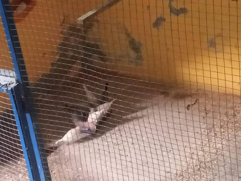 java breeder fair  healthy and active 3