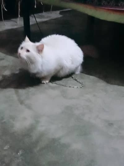 white Persian cat  heathy  and clean  female