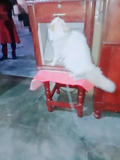 white Persian cat  heathy  and clean  female