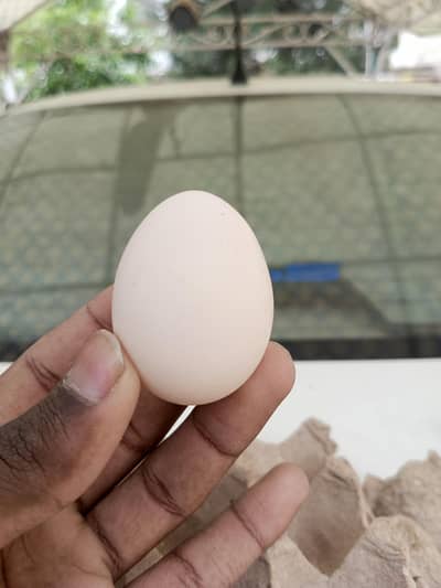 Pure Aseel eggs