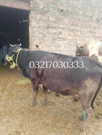 Desi crass. . aur. . . freziyan crass