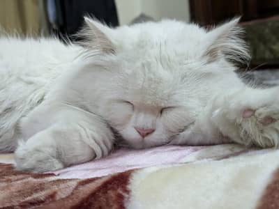 Persian Male Cat Orange  Eyes