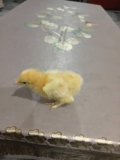 golden puff chicks available