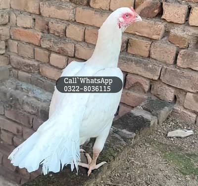 White Aseel Female Murgi For Sale