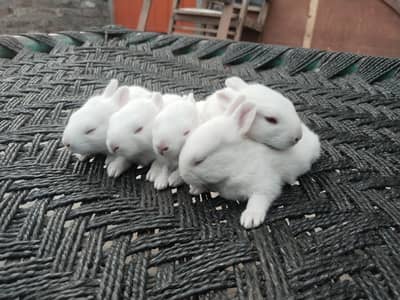 desi rabbit homemade bread