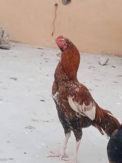 Quality peela cheena