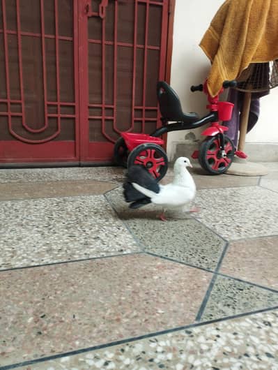 fan tail pegion for sale