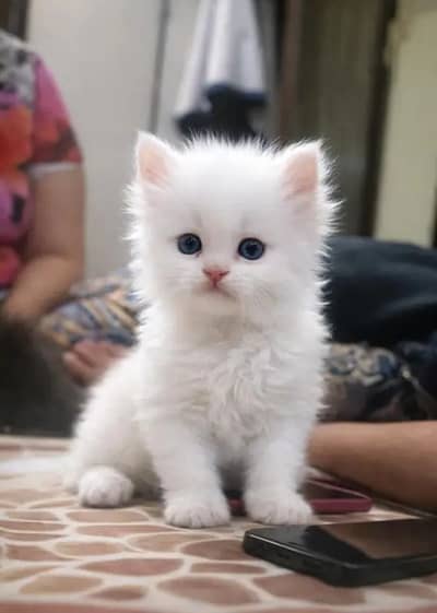 Persian cat 2 month age My WhatsApp number 03281813073 for sale
