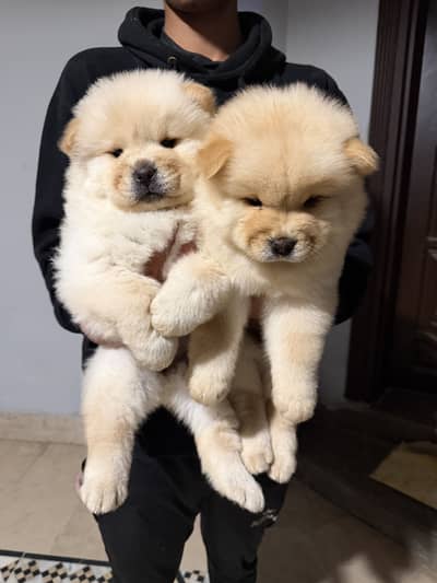 Chow chow puppies