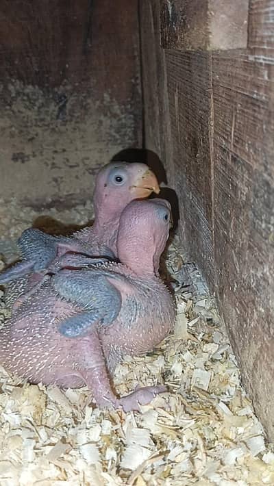 Kashmir Raw Parrots Chicks For Hand Tame purpose Read Add