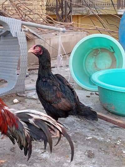 Aseel madi. 03125544226