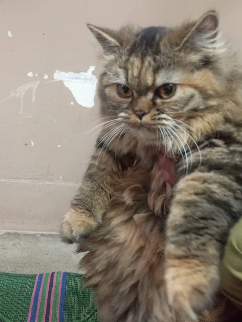 persion cat 2