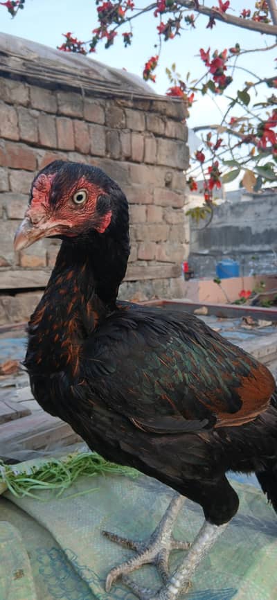 Lakha mushka aseel female