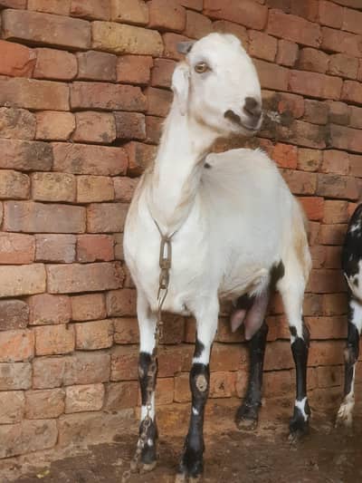 ایک عدد سونے والی بکری