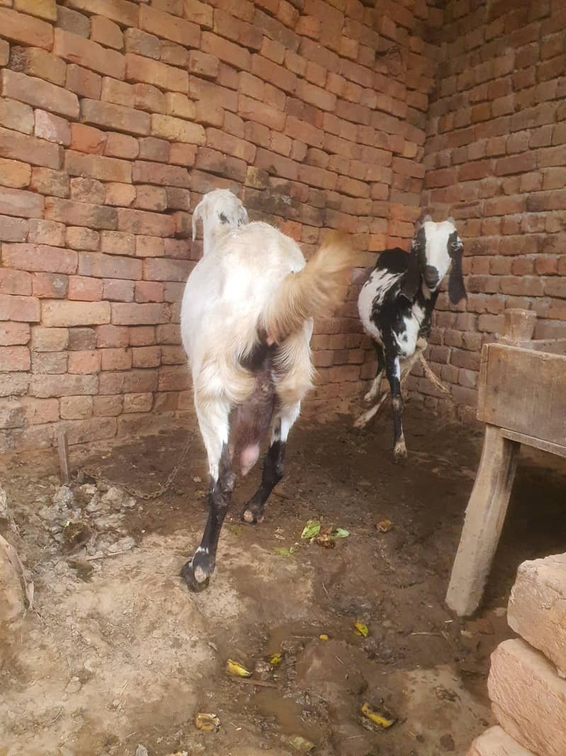 ایک عدد سونے والی بکری 1