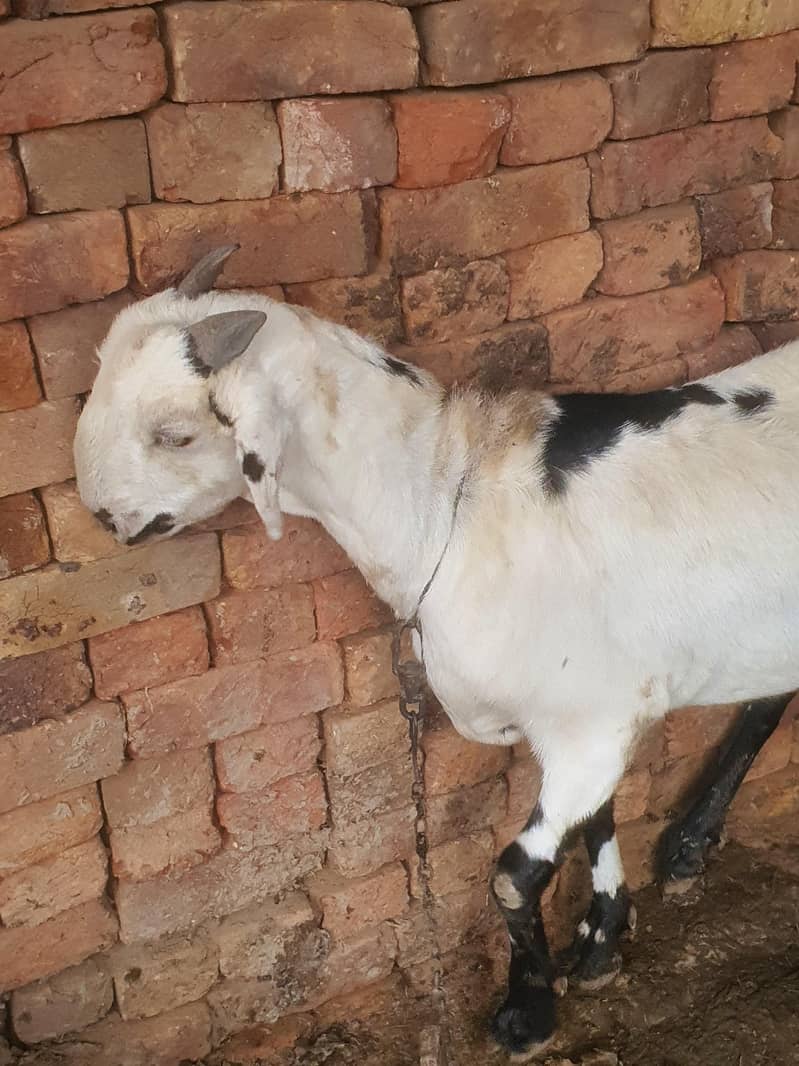 ایک عدد سونے والی بکری 2