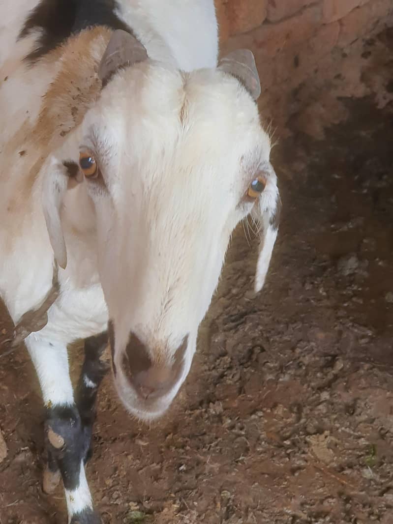 ایک عدد سونے والی بکری 3