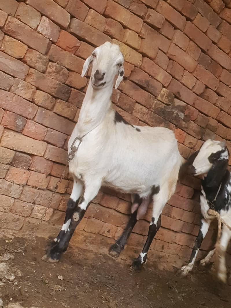 ایک عدد سونے والی بکری 5