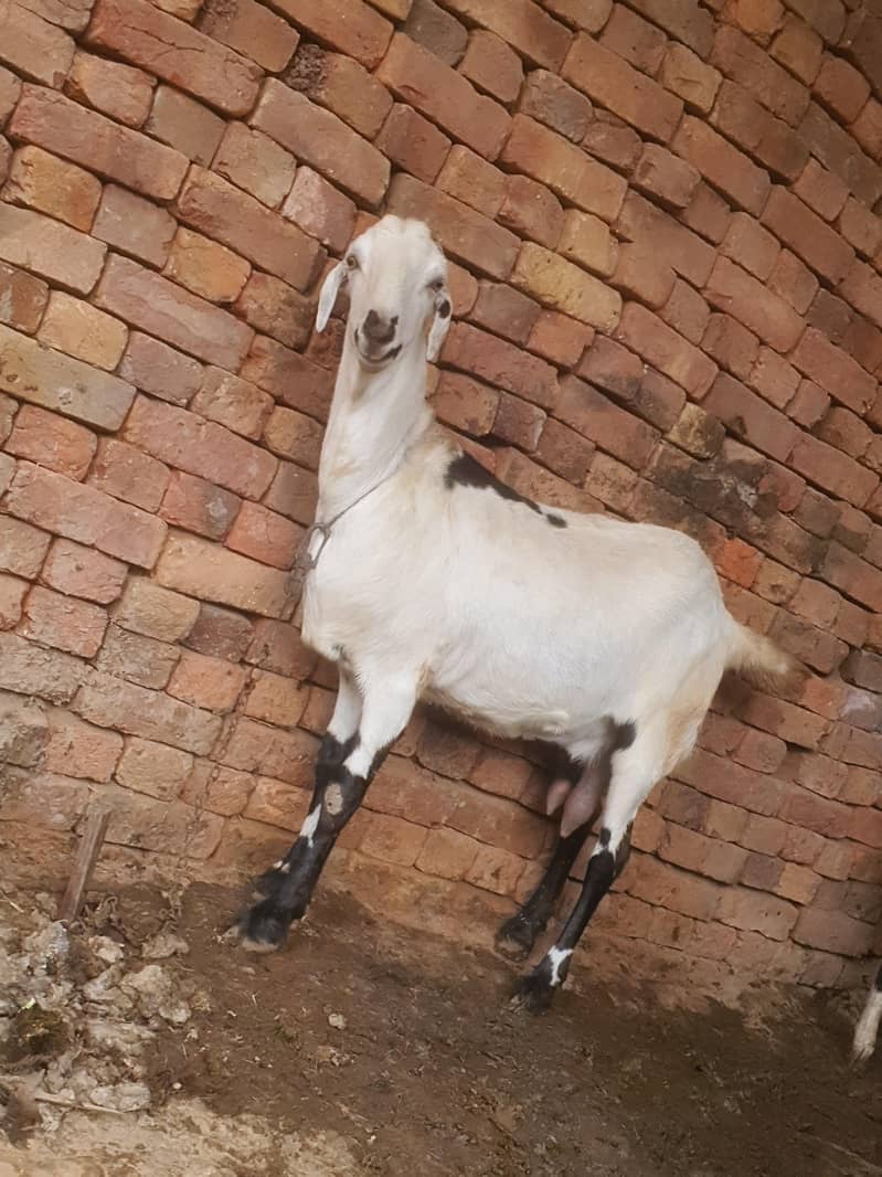 ایک عدد سونے والی بکری 6