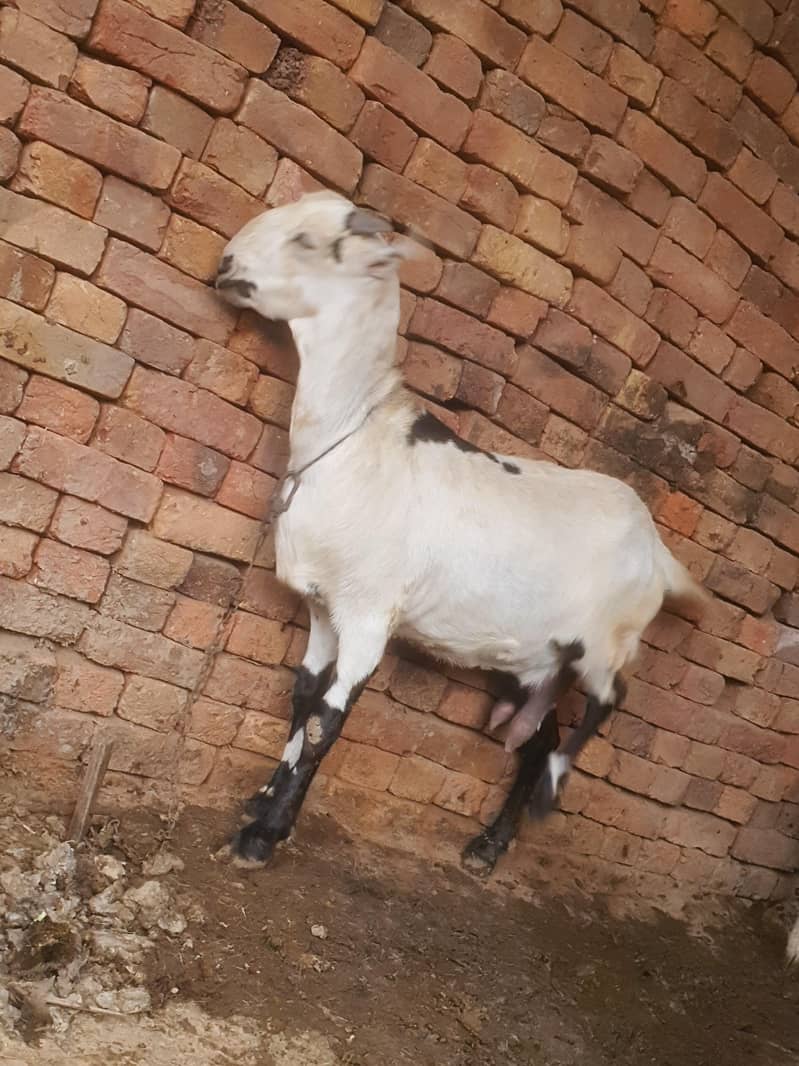 ایک عدد سونے والی بکری 7