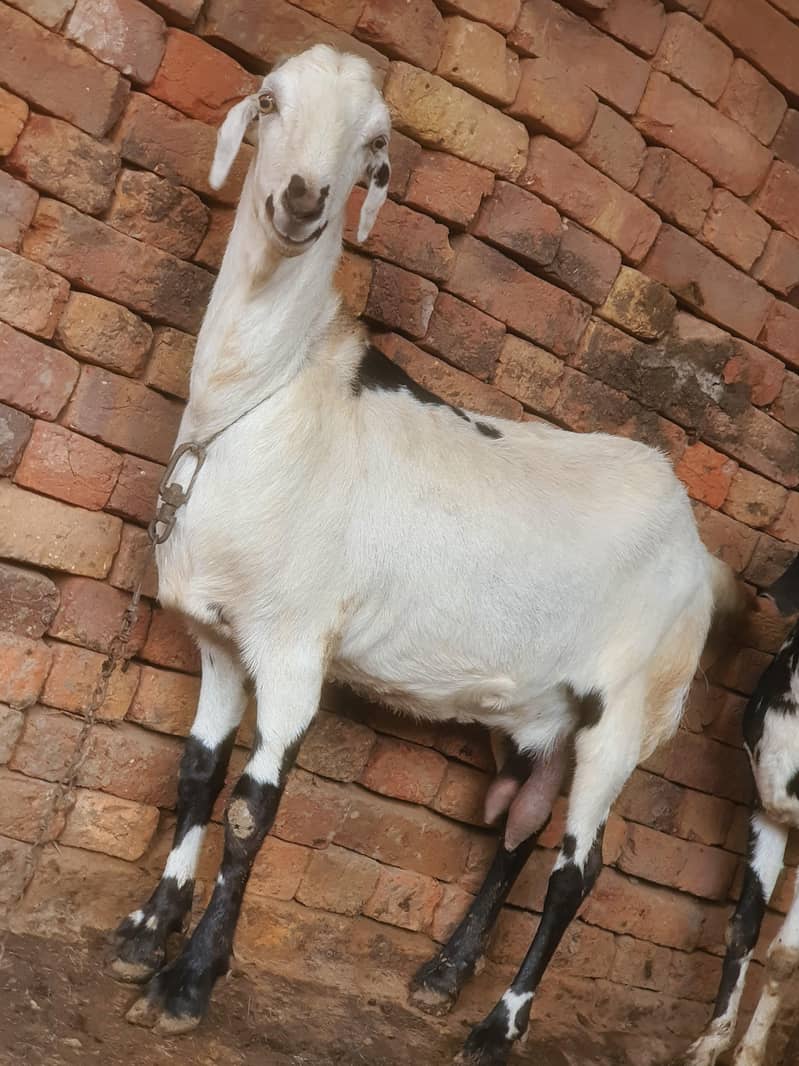 ایک عدد سونے والی بکری 8