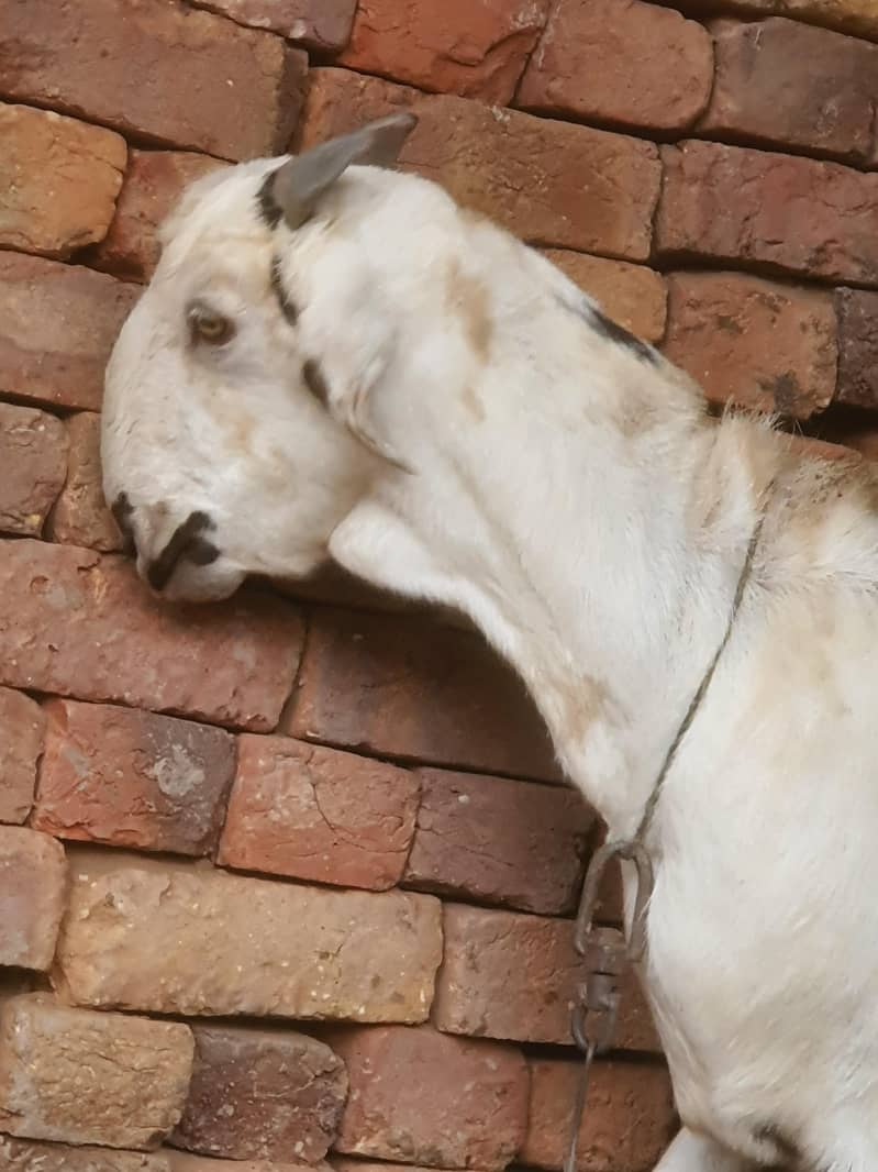 ایک عدد سونے والی بکری 9