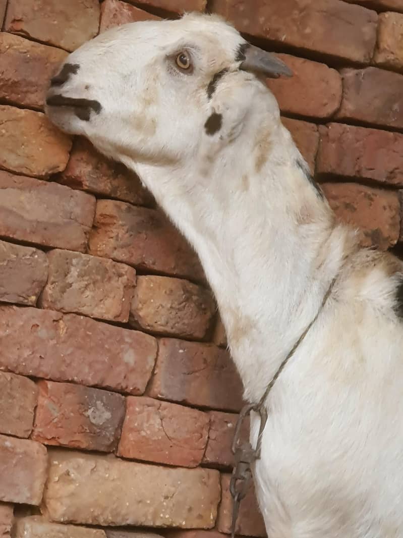 ایک عدد سونے والی بکری 10