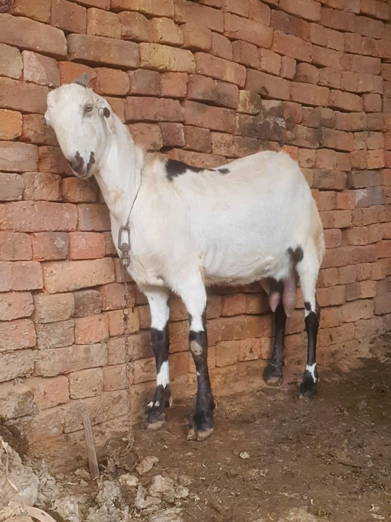 ایک عدد سونے والی بکری 11