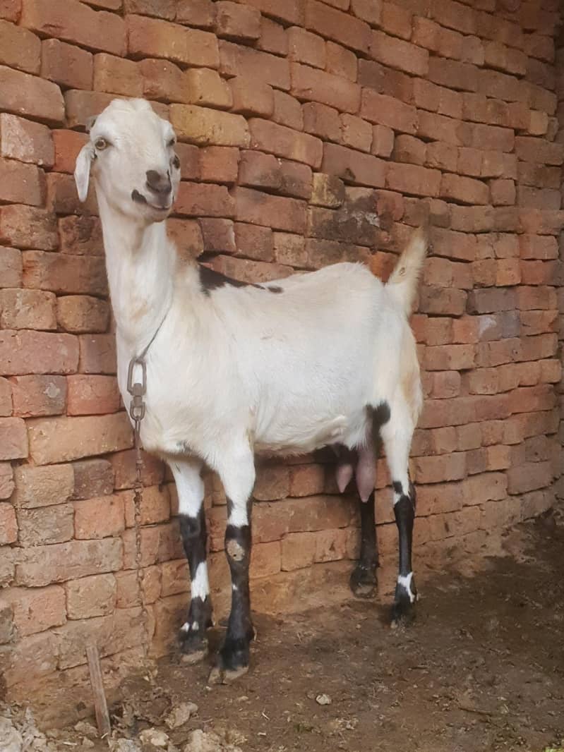 ایک عدد سونے والی بکری 12