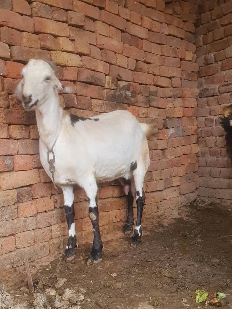 ایک عدد سونے والی بکری 13