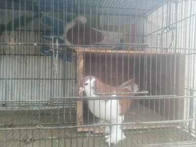 Red sherazi 100breding pair