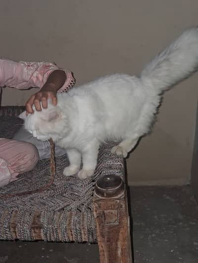 Persian cat for sale (adult cat)