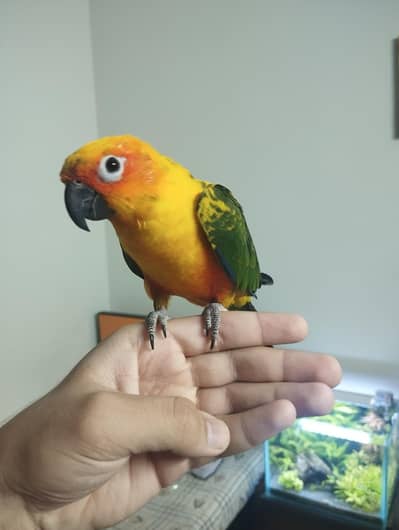 Sun conure parrot and cages