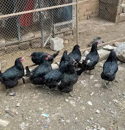 lohmann Black Hens