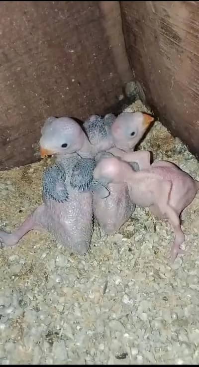 Raw parrot 3 chicks for sale