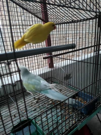 Yellow & rainbow pair