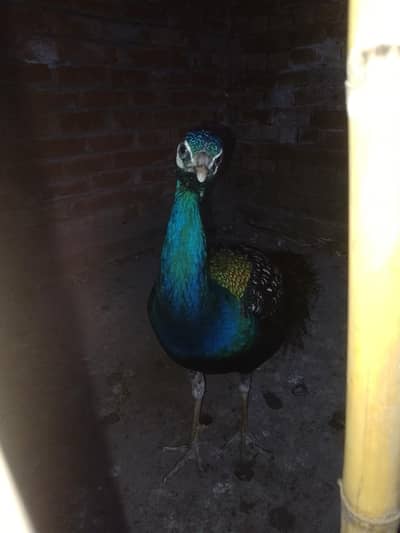 صحت مند تندروست مور