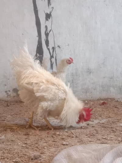 frizzle hens pairs for sale