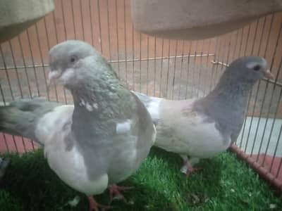 khaal kabootar breeder pair