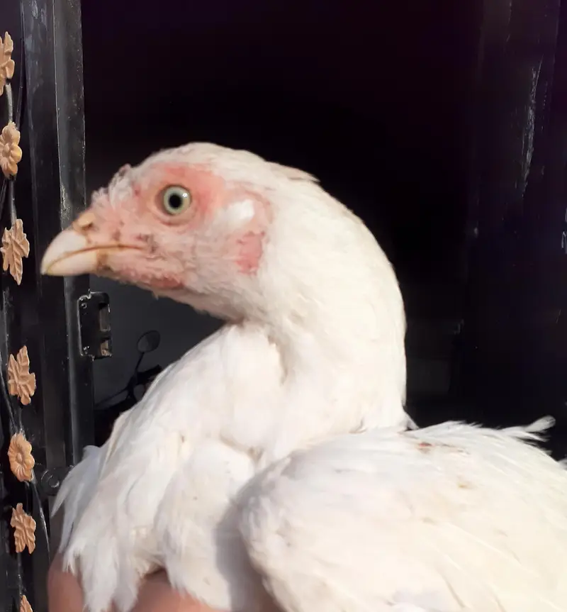 Pure Paper White Blue eyes Heera Aseel Chicks بلیو آئ ہیرا چکس — photo 12