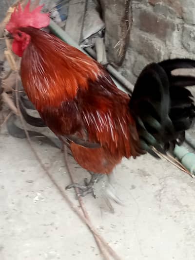 Beautiful healthy Murga Home breed.