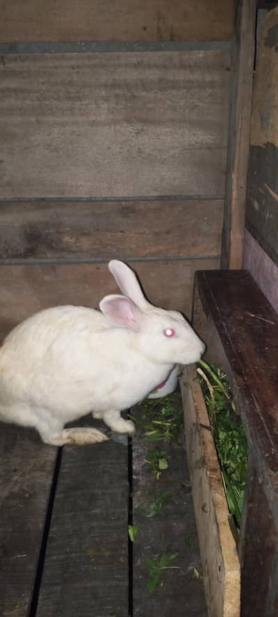 White res eye breeder female